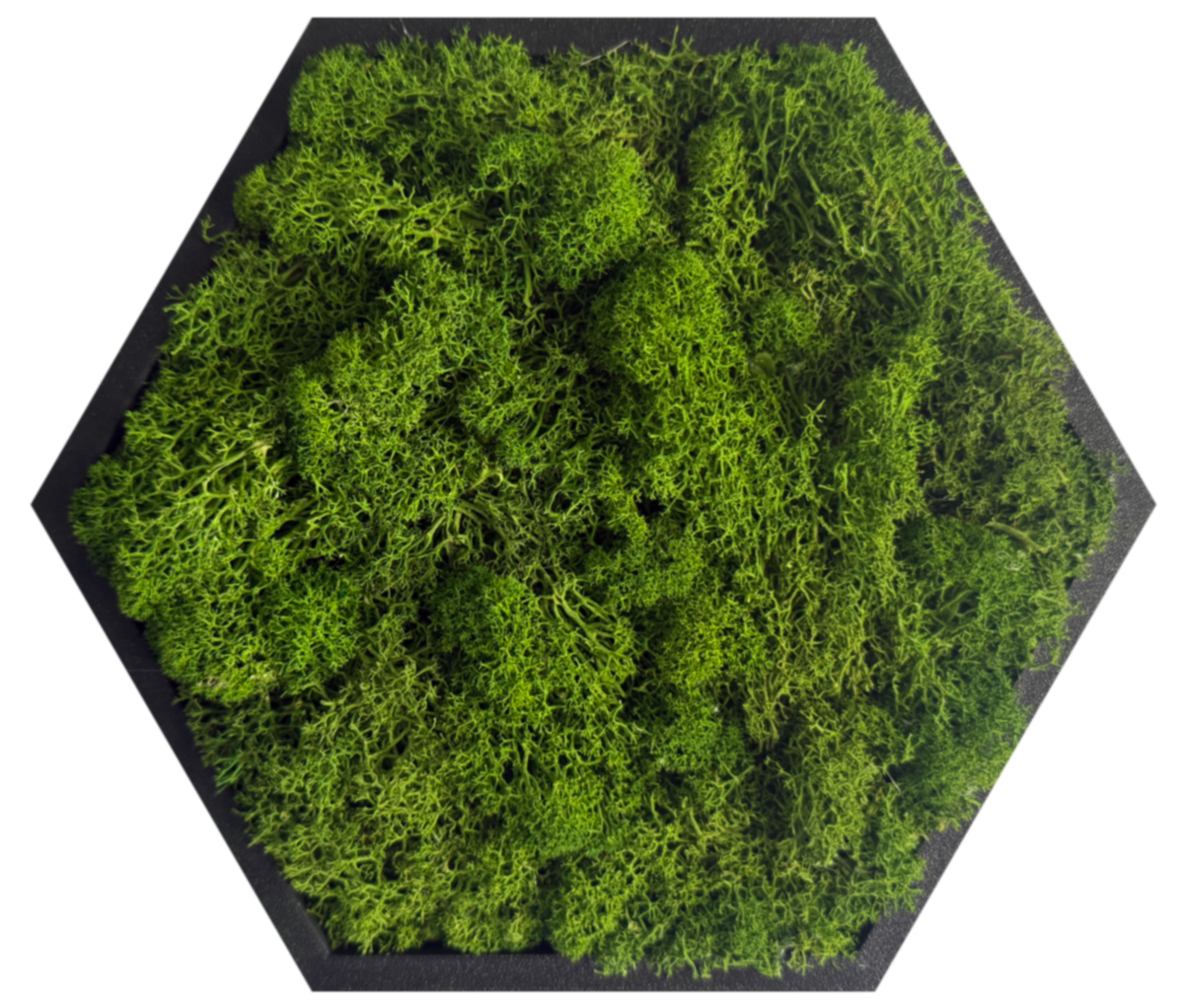 Apple Green Moss