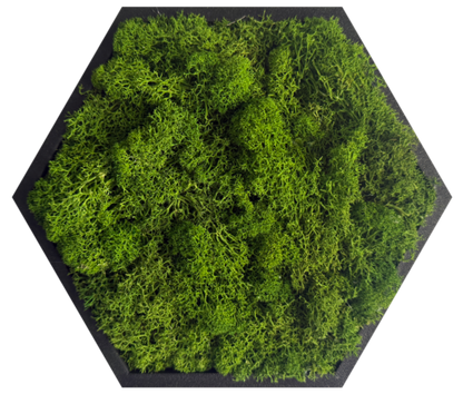 Apple Green Moss