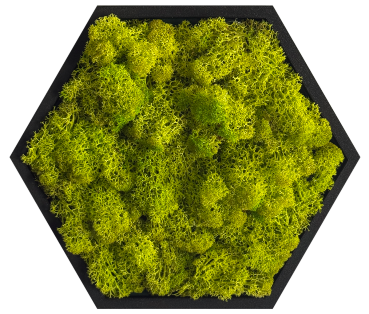 Lime Twist Moss