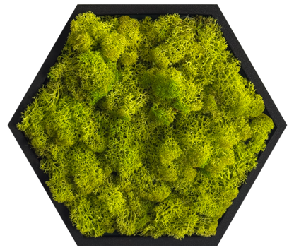 Lime Twist Moss