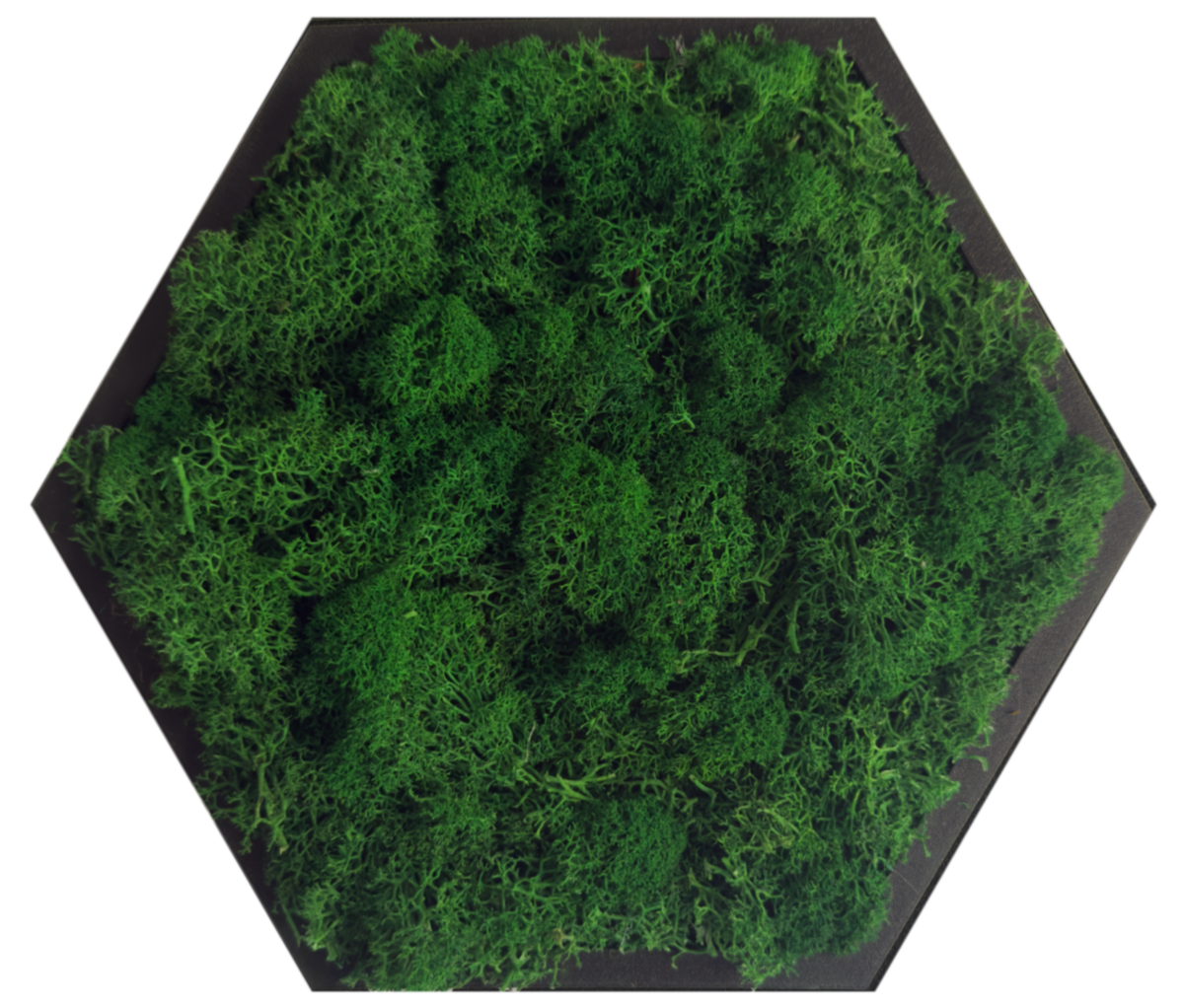 Nordic Pine Moss