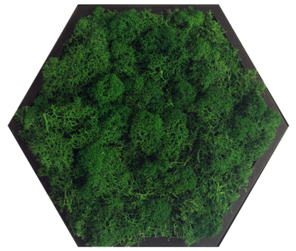 Nordic Pine Moss