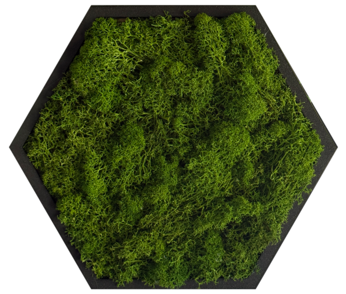 Sage Green Moss