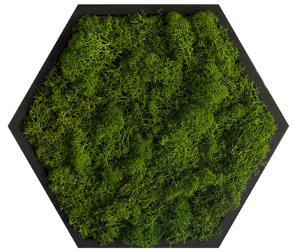 Sage Green Moss